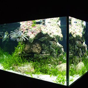 Lionfish Exhibit in Venom at Faunia, 27/05/11