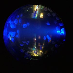 Moon Jellyfish Exhibit in Venom at Faunia, 27/05/11