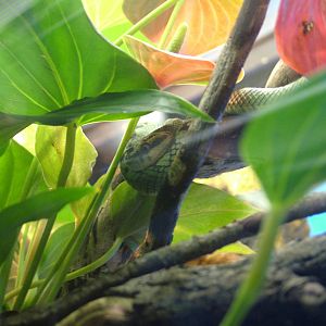 Sri Lankan Pit Viper in Venom at Faunia, 27/05/11