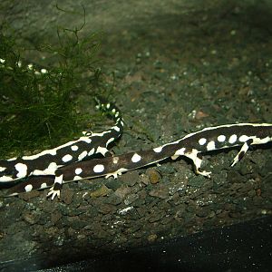 Emperor Spotted Newts in Venom at Faunia, 27/05/11