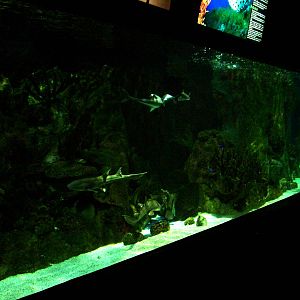 Shark Tank in Venom at Faunia, 27/05/11