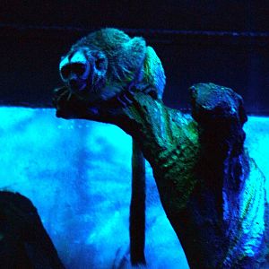 Nancy Ma's Douroucouli at Faunia, 27/05/11