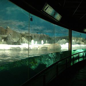 Penguin Exhibit at Faunia, 27/05/11