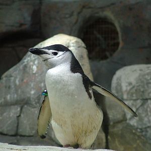 Chinstrap Penguin at Faunia, 27/05/11