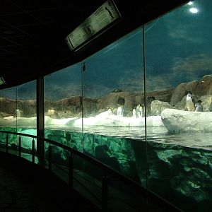 Penguin Exhibit at Faunia, 27/05/11