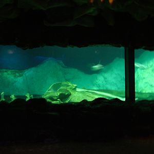 Penguin Exhibit at Faunia, 27/05/11