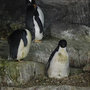 Adelie Penguins at Faunia, 27/05/11