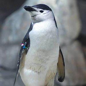 Chinstrap Penguin at Faunia, 27/05/11