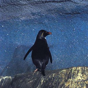 Rockhopper Penguin at Faunia, 27/05/11