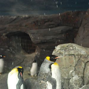King Penguins at Faunia, 27/05/11