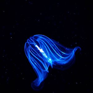 Ctenophore (Mnemiopsis leidyi)