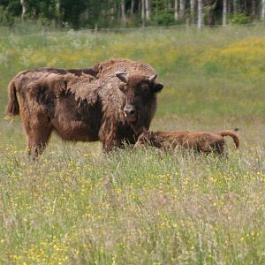 Avesta Visentpark   1:st calf 2011