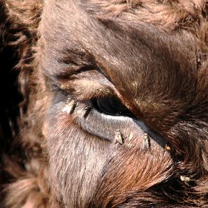 Avesta Visentpark   The eye of the bull Aburr