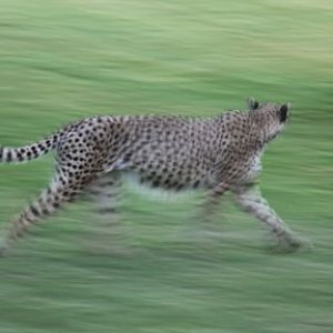 Night Zoo, June 11, 2011