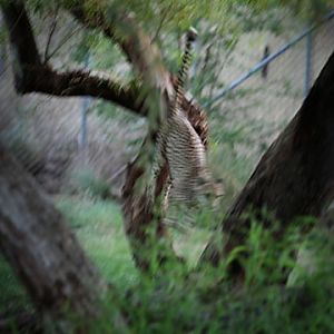 Night Zoo, June 11, 2011