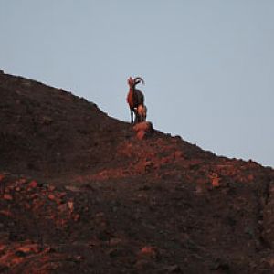 Night Zoo, June 11, 2011