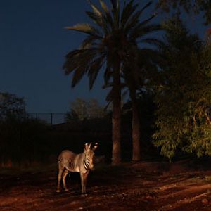 Night Zoo, June 11, 2011