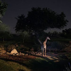 Night Zoo, June 11, 2011