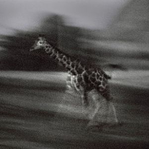 Night Zoo, June 11, 2011