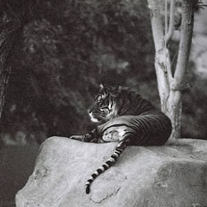 Night Zoo, June 11, 2011