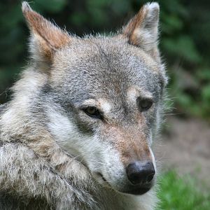 European wolf
