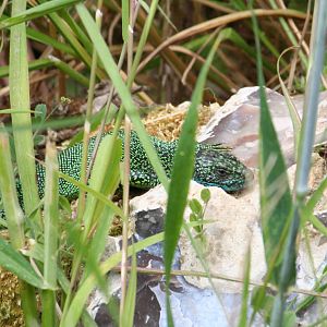 Green lizard