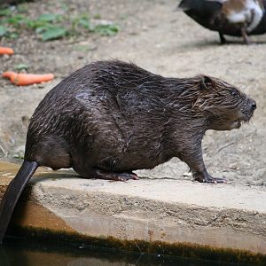 European beaver