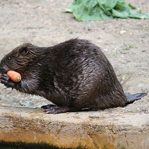 European beaver