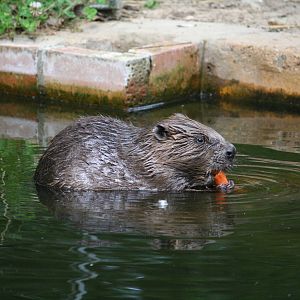 European beaver