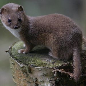 Least weasel