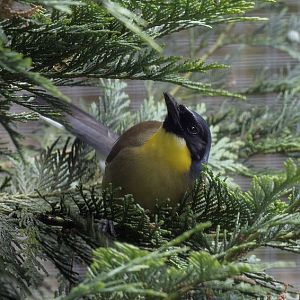 Blue crowned laughing thrush