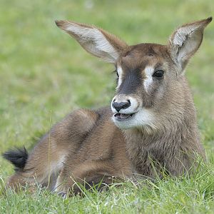 Roan antelope calf