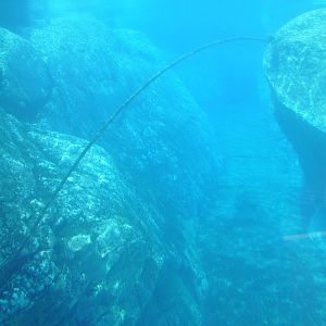 Seal and penguin bassain