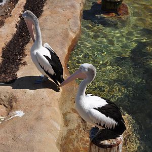 taronga zoo 2010
