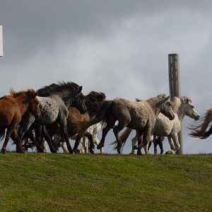 Icelandic horses being herded along Route 1
