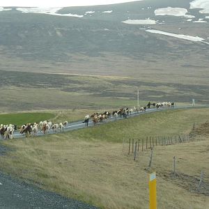 Icelandic horses being herded along Route 1