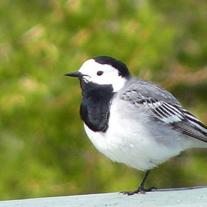 White Wagtail