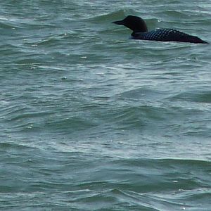 Great Northern Diver