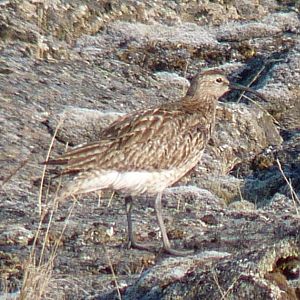 Whimbrel