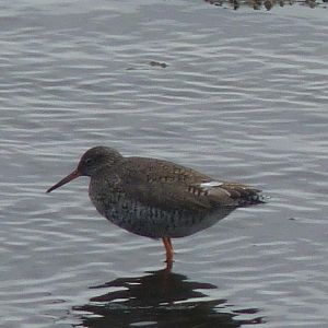 Redshank