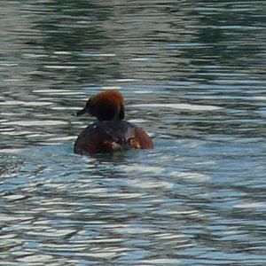 Slavonian Grebe