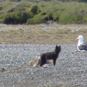 Arctic Fox  and Great Blackbacked Gull