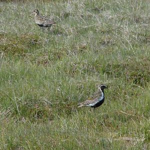 Golden Plovers