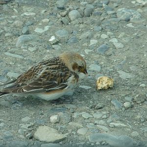 Snow Bunting