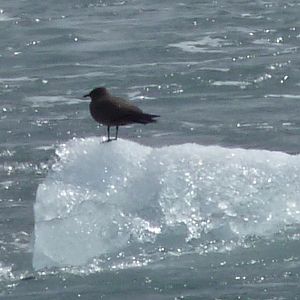 Arctic Skua