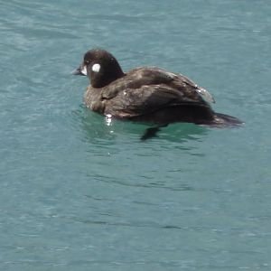 Harlequin Duck
