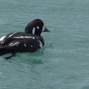 Harlequin Duck