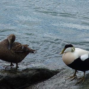 Eider