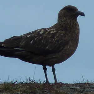 Arctic Skua