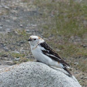 Snow Bunting